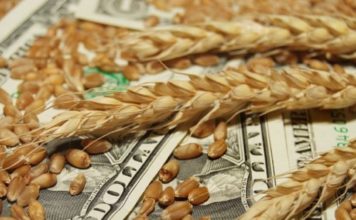 В октябре экспорт зерновых с Украины рухнул вдвое