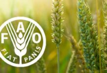 Мировые цены на продовольствие продолжают снижаться — ФАО