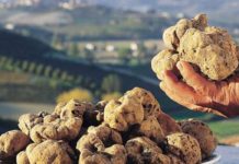 В Италии начался сезон сбора трюфелей