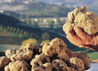 В Италии начался сезон сбора трюфелей