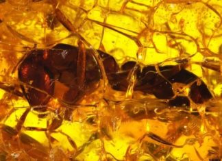 В балтийском янтаре нашли уникальное насекомое возрастом 35 млн лет
