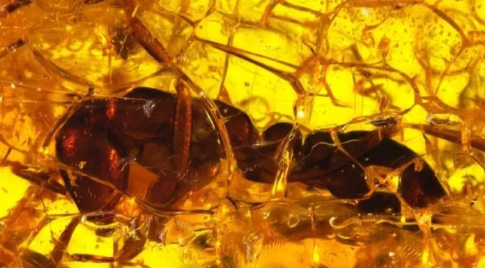 В балтийском янтаре нашли уникальное насекомое возрастом 35 млн лет