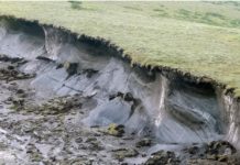 Какие опасности таит вечная мерзлота: сибирский вирус оттаял и начал убивать