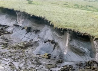Какие опасности таит вечная мерзлота: сибирский вирус оттаял и начал убивать