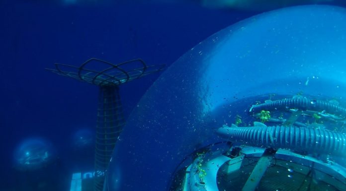 Итальянские дайверы научились выращивать овощи в подводных теплицах