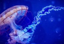 The Biologist: В Мировом океане найдена потенциально бессмертная медуза