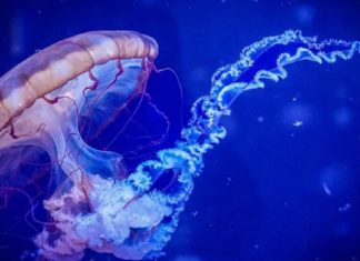 The Biologist: В Мировом океане найдена потенциально бессмертная медуза