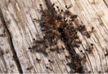 В Италии обнаружили вид опасных муравьёв, которые могут заполонить Европу
