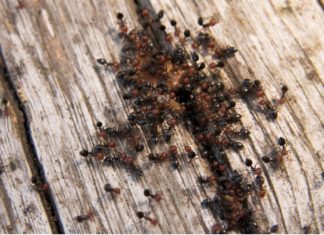 В Италии обнаружили вид опасных муравьёв, которые могут заполонить Европу