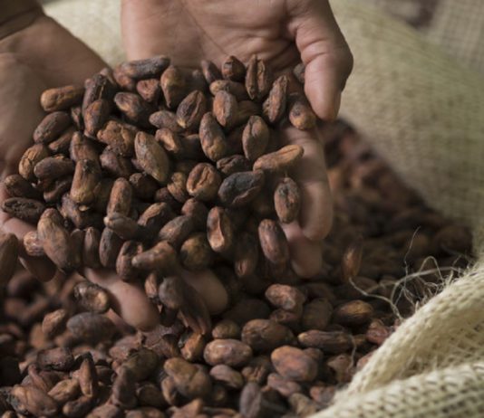 Остались на бобах: цены на сырье для шоколада побили все рекорды