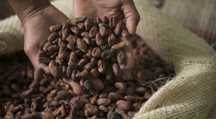 Горький шоколад: с чем связан рекордный рост мировых цен на какао-бобы