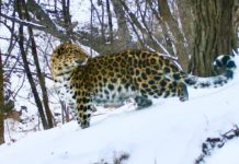 Популяция редчайших дальневосточных леопардов выросла до 129 особей