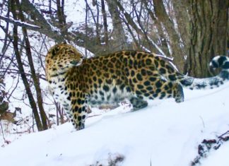 Популяция редчайших дальневосточных леопардов выросла до 129 особей
