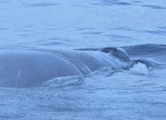 У берегов Териберки спасли кита, запутавшегося в сетях