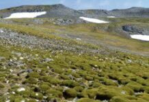 Антарктида стремительно становится зеленой