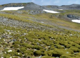 Антарктида стремительно становится зеленой