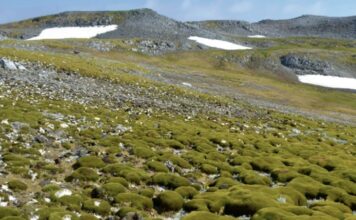 Антарктида стремительно становится зеленой