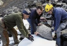 Туристы в Альпах обнаружили следы древних животных возрастом 280 млн лет