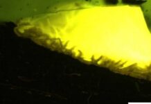 В Антарктиде впервые обнаружили янтарь