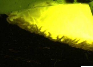 В Антарктиде впервые обнаружили янтарь