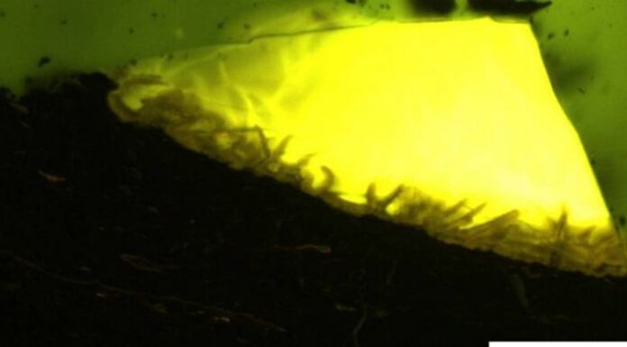 В Антарктиде впервые обнаружили янтарь