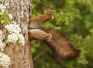 Фотография застрявшей в дупле белки стала самым смешным снимком 2024 года