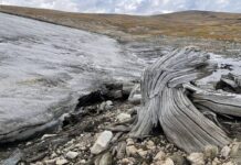 Обнаружен лес, находившийся 5500 лет в ледовой “капсуле времени”