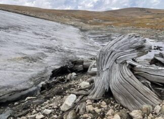 Обнаружен лес, находившийся 5500 лет в ледовой “капсуле времени”