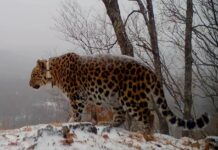 Леопард из Приморья стал одним из самых долгоживущих в дикой природе