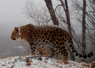 Леопард из Приморья стал одним из самых долгоживущих в дикой природе