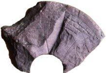 По всему миру находят странные “инопланетные диски”. Ученые выяснили, что это