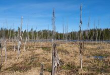 НАТО теперь защищается болотами: о новом плане Польши и Финляндии