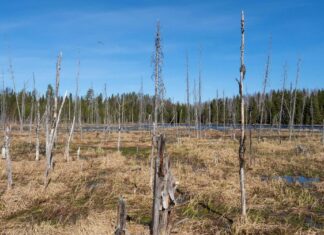 НАТО теперь защищается болотами: о новом плане Польши и Финляндии
