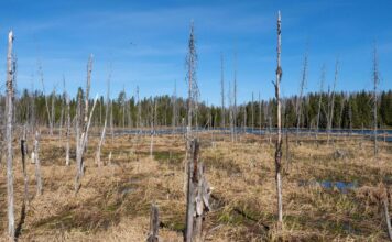 НАТО теперь защищается болотами: о новом плане Польши и Финляндии