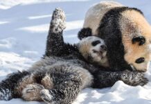 Роль «панда-дипломатии» во внешней политике Китая. Что нужно знать