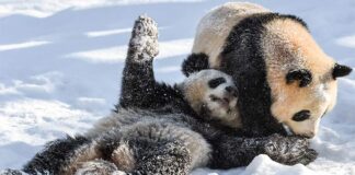 Роль «панда-дипломатии» во внешней политике Китая. Что нужно знать