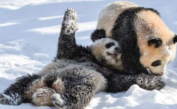 Роль «панда-дипломатии» во внешней политике Китая. Что нужно знать