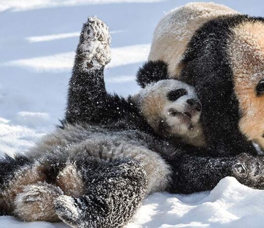 Роль «панда-дипломатии» во внешней политике Китая. Что нужно знать