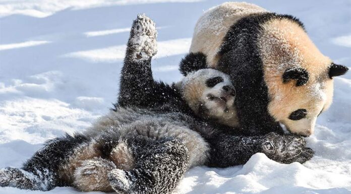 Роль «панда-дипломатии» во внешней политике Китая. Что нужно знать
