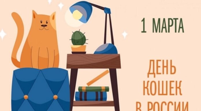 Россия заняла третье место в мире по числу домашних кошек