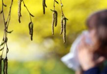 Больше дней с аллергией: изменение климата удлинило сезон пыльцы