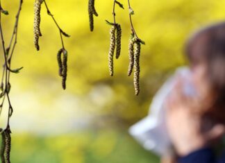 Больше дней с аллергией: изменение климата удлинило сезон пыльцы