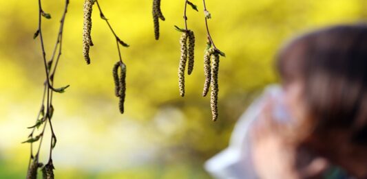 Больше дней с аллергией: изменение климата удлинило сезон пыльцы