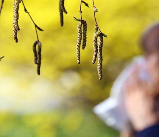 Больше дней с аллергией: изменение климата удлинило сезон пыльцы